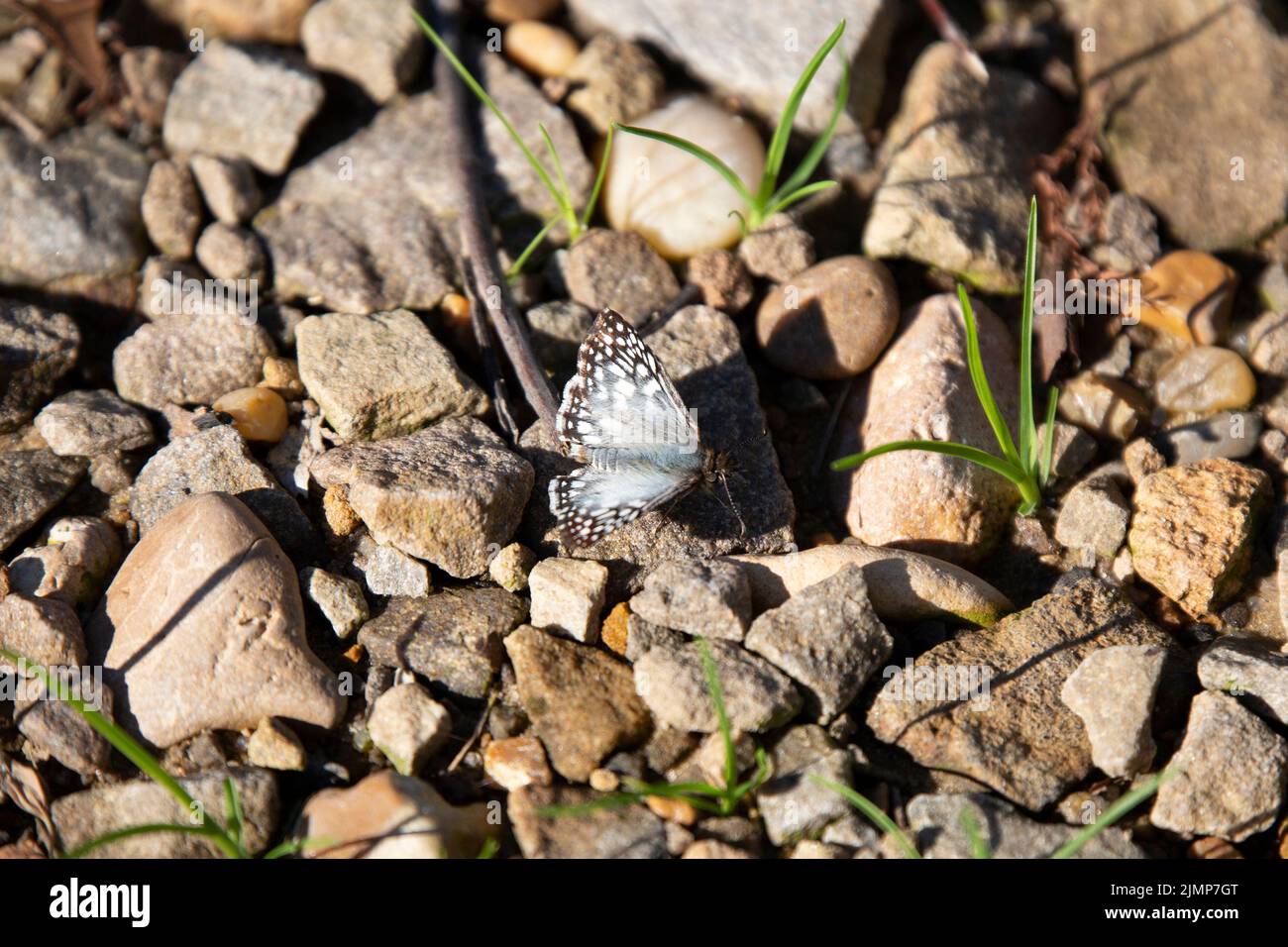 Un comune skipper bianco (Pyrgus communis) sulle rocce Foto Stock