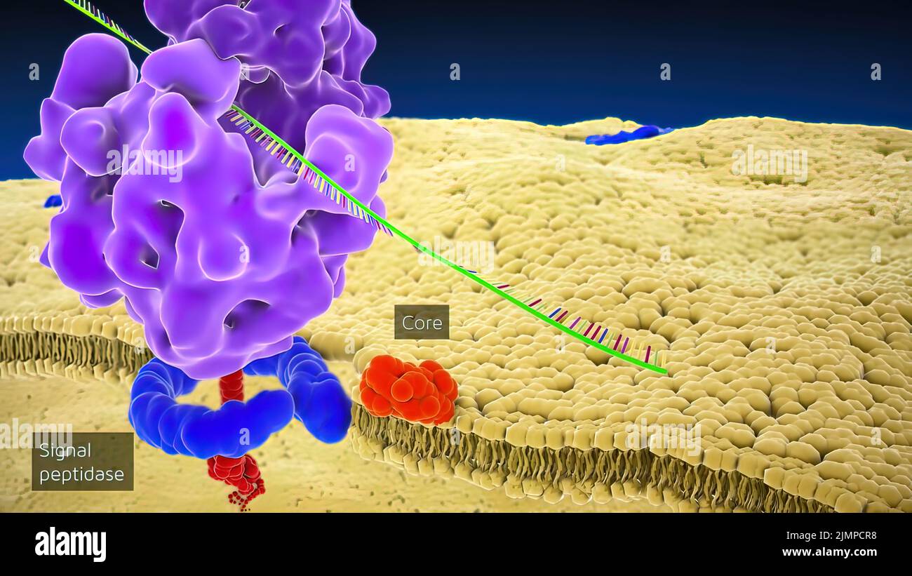 Reticolo endoplasmatico ruvido immagini e fotografie stock ad alta ...