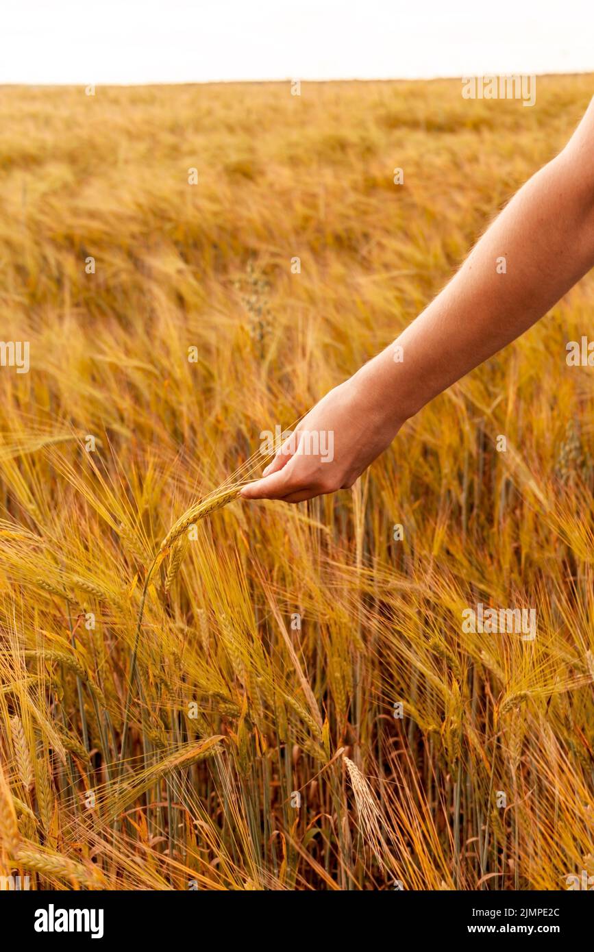 Donna mano che tiene spikelet maturo di grano che cresce in un campo agricolo raccolta Foto Stock