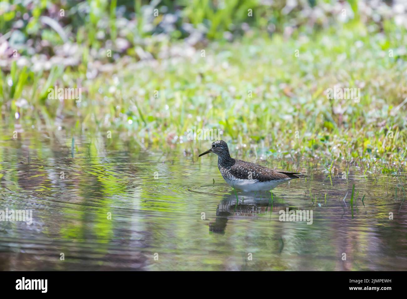 Solitario sandpiper (Tringa solitaria) in cerca di preda. Chesapeake e l'Ohio Canal National Historical Park. Maryland. USA Foto Stock