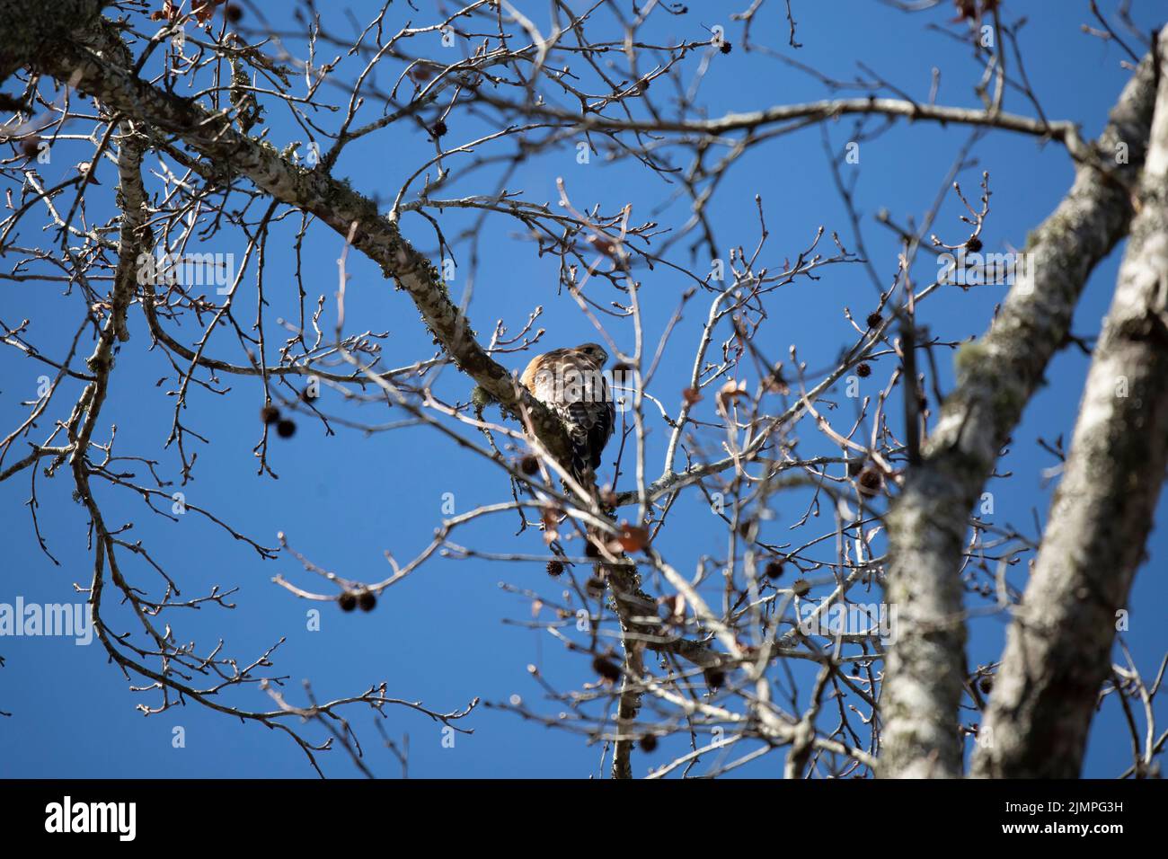 Giovane falco rosso-spalla (Buteo lineatus) che guarda indietro sopra la sua spalla Foto Stock