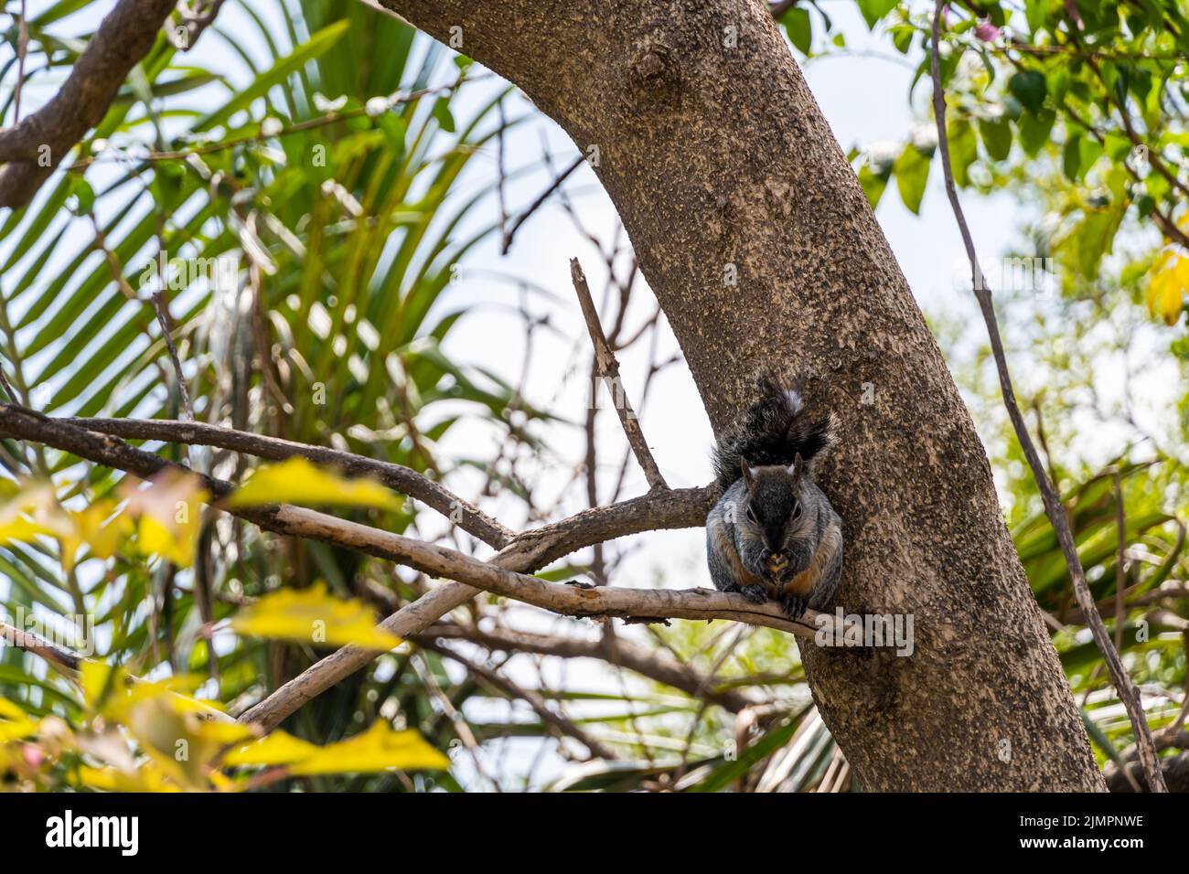Uno scoiattolo grigio carino seduto su un ramo e munching sul cibo Foto Stock