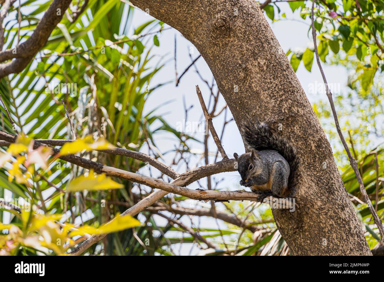 Uno scoiattolo grigio carino seduto su un ramo e munching sul cibo Foto Stock