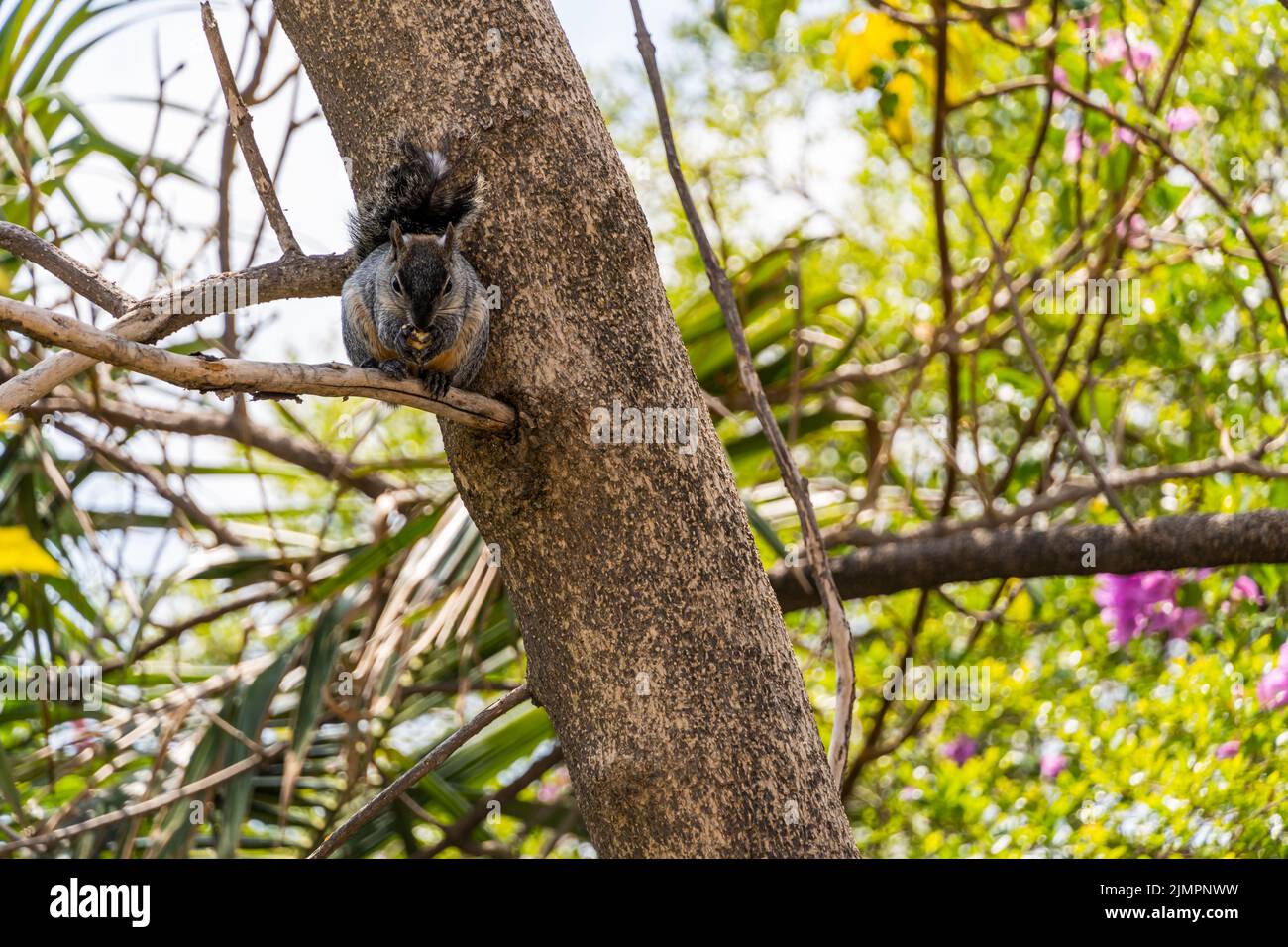 Uno scoiattolo grigio carino seduto su un ramo e munching su foo Foto Stock