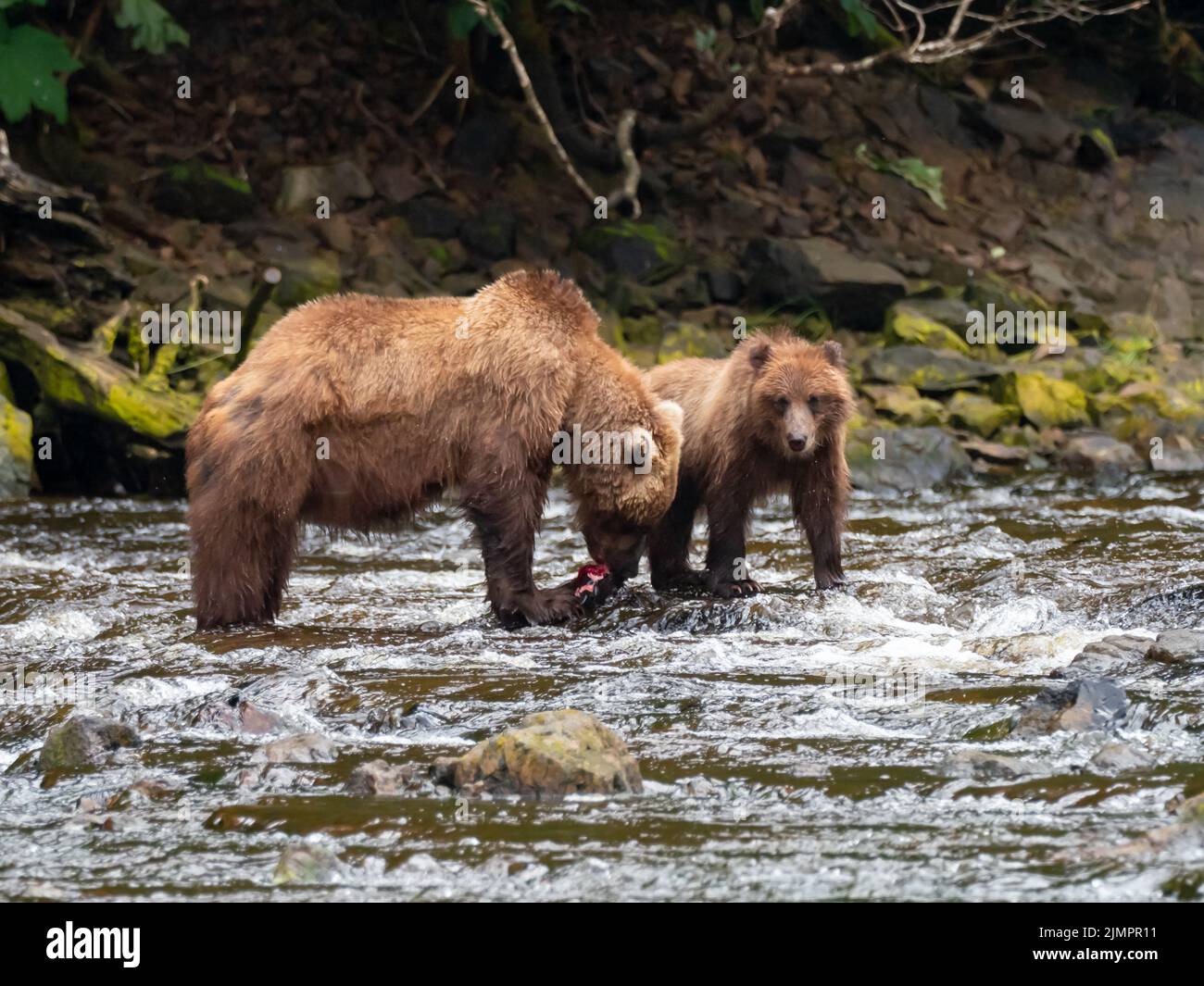 Orso bruno, arctos Ursus, cattura del salmone in un fiume nel sud-est dell'Alaska, Stati Uniti Foto Stock