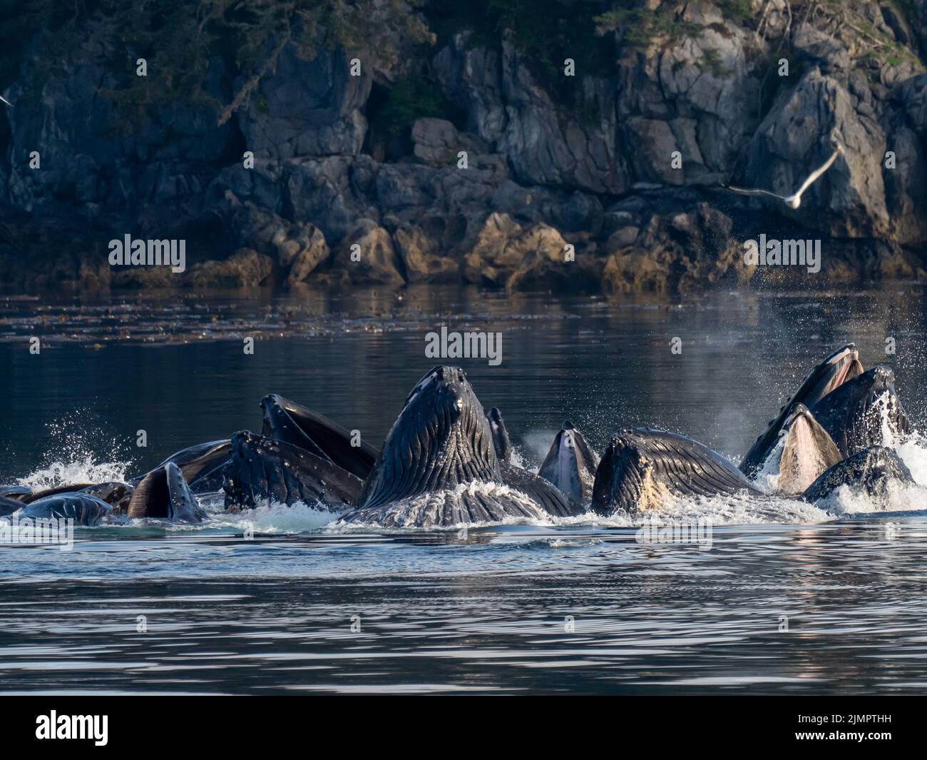 Humpback balena, Megaptera novaeangliae, cooperativa bubblenet che si nutrono nelle acque del sud-est dell'Alaska, Stati Uniti Foto Stock