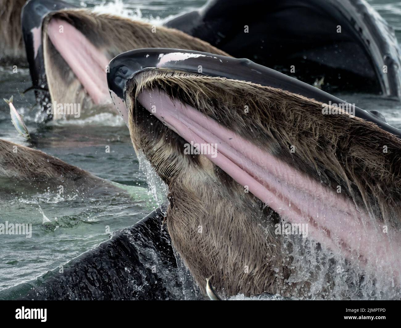 Humpback balena, Megaptera novaeangliae, cooperativa bubblenet che si nutrono nelle acque del sud-est dell'Alaska, Stati Uniti Foto Stock
