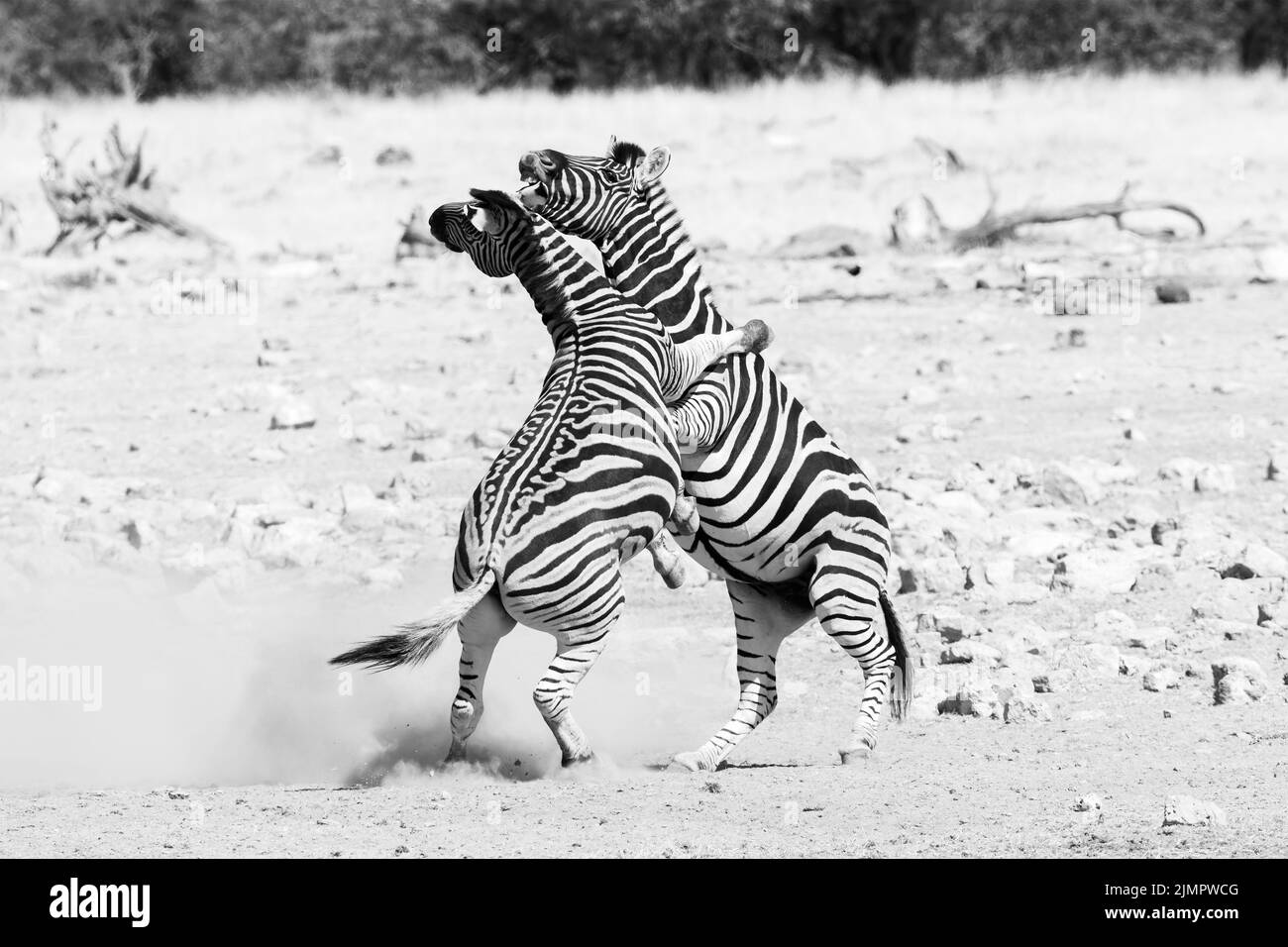 Pianure zebra, Equus quagga, due adulti che combattono nei pressi di una buca d'acqua, Etosha National Park, Namibia Foto Stock