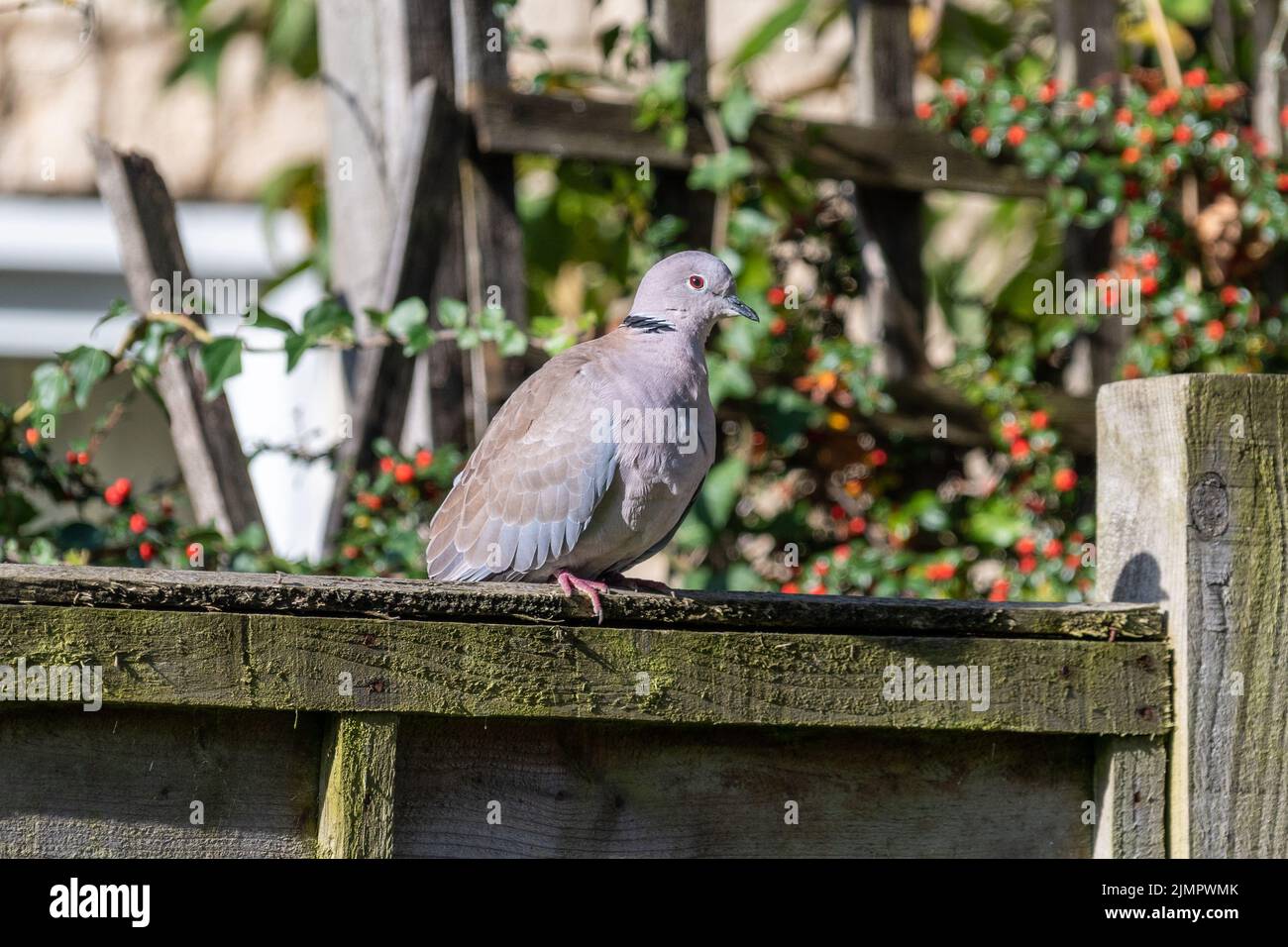 Una colomba grigio chiaro e rosato, Streptopelia decaocto che riposa sotto il sole autunnale arroccato su una recinzione con bacche autunnali sullo sfondo Foto Stock