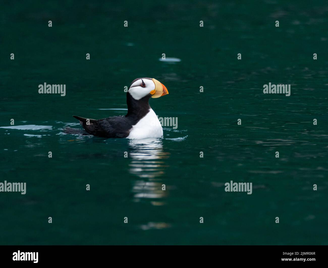 Corned Puffin, Fratercula corniculata, sull'oceano nell'Alaska sud-orientale, Stati Uniti Foto Stock