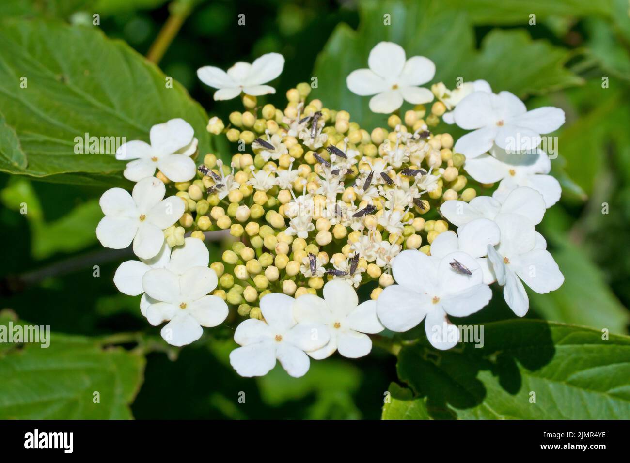 Rosa di Guelder (viburnum opulus), primo piano che mostra un singolo grande flowerhead piatto dell'arbusto comunemente piantato. Foto Stock