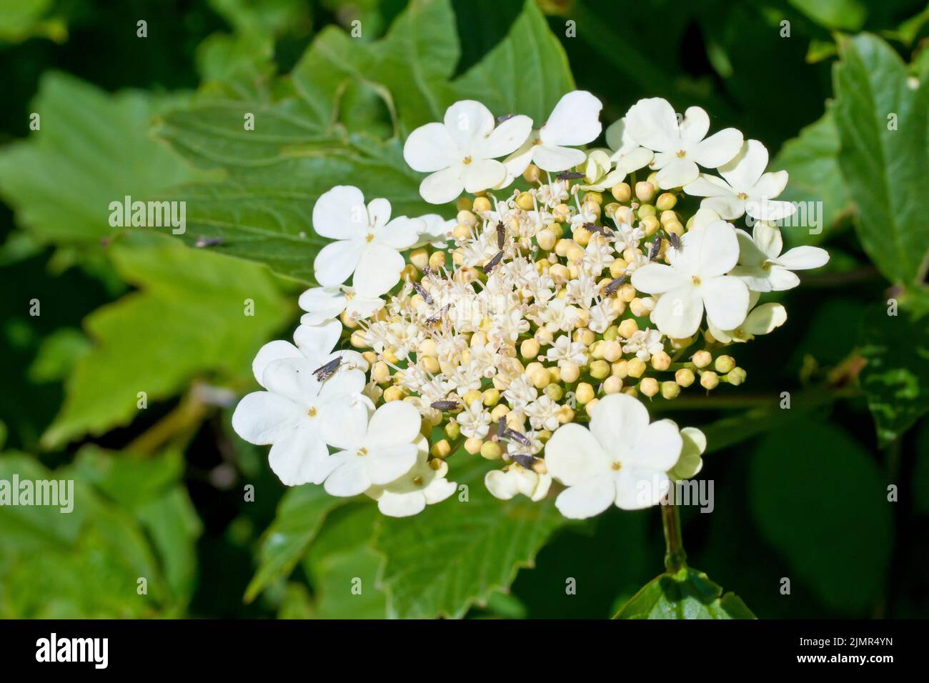 Rosa di Guelder (viburnum opulus), primo piano che mostra un singolo grande flowerhead piatto dell'arbusto comunemente piantato. Foto Stock