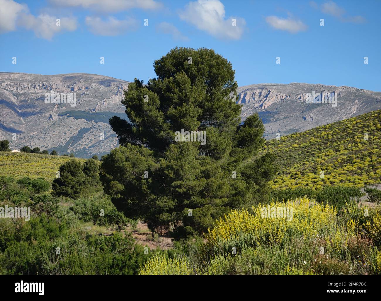 vista panoramica suggestiva e tranquilla sulle montagne del sud della spagna, con un bellissimo pino di grandi dimensioni Foto Stock