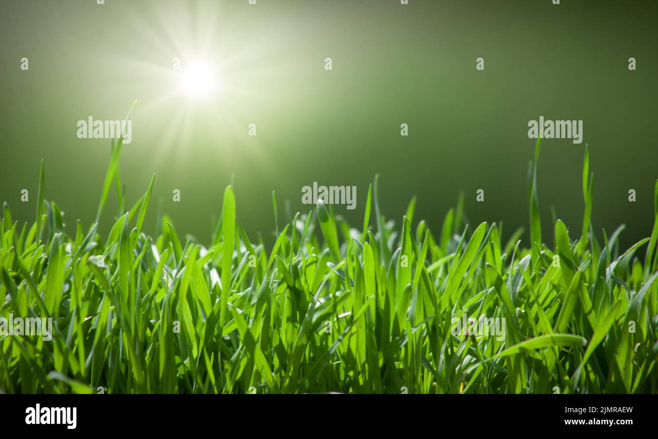 Verde erba sfondo naturale con messa a fuoco selettiva Foto Stock