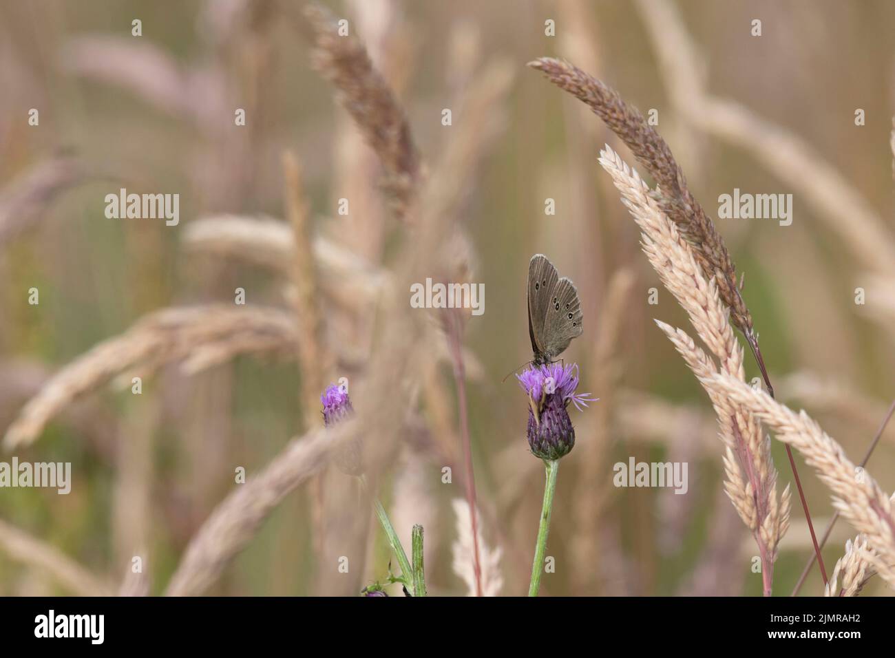 Una farfalla di Ringlet (Aphantopus Hyperantus) si stabilì su un Thistle strisciante (Cirsium Arvense) tra varie erbe in un prato Foto Stock