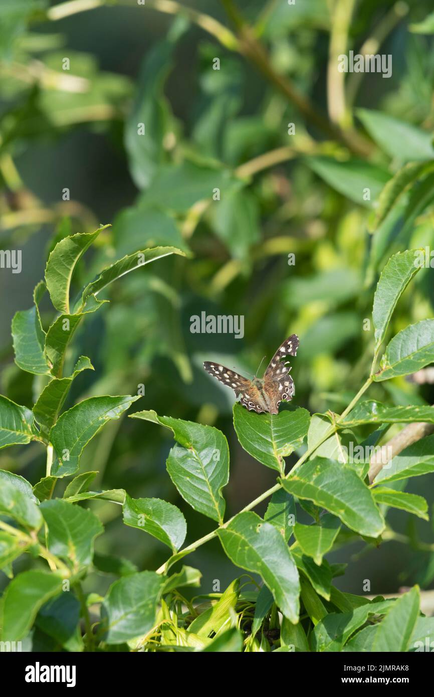 A Speckled Wood Butterfly (Pararge aegeria) con le ali danneggiate Basking in Sunshine su una foglia di cenere (Fraxinus Excelsior) Foto Stock