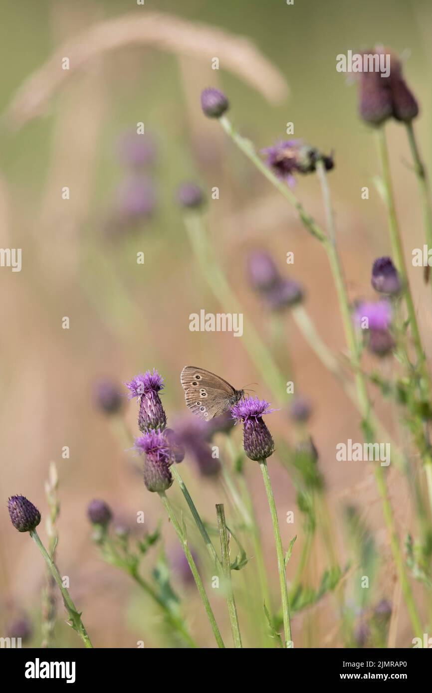 Una farfalla di Ringlet (Aphantopus Hyperantus) seduta su una testa di fiore di Thistle strisciante (Cirsium Arvense) in un prato erboso Foto Stock