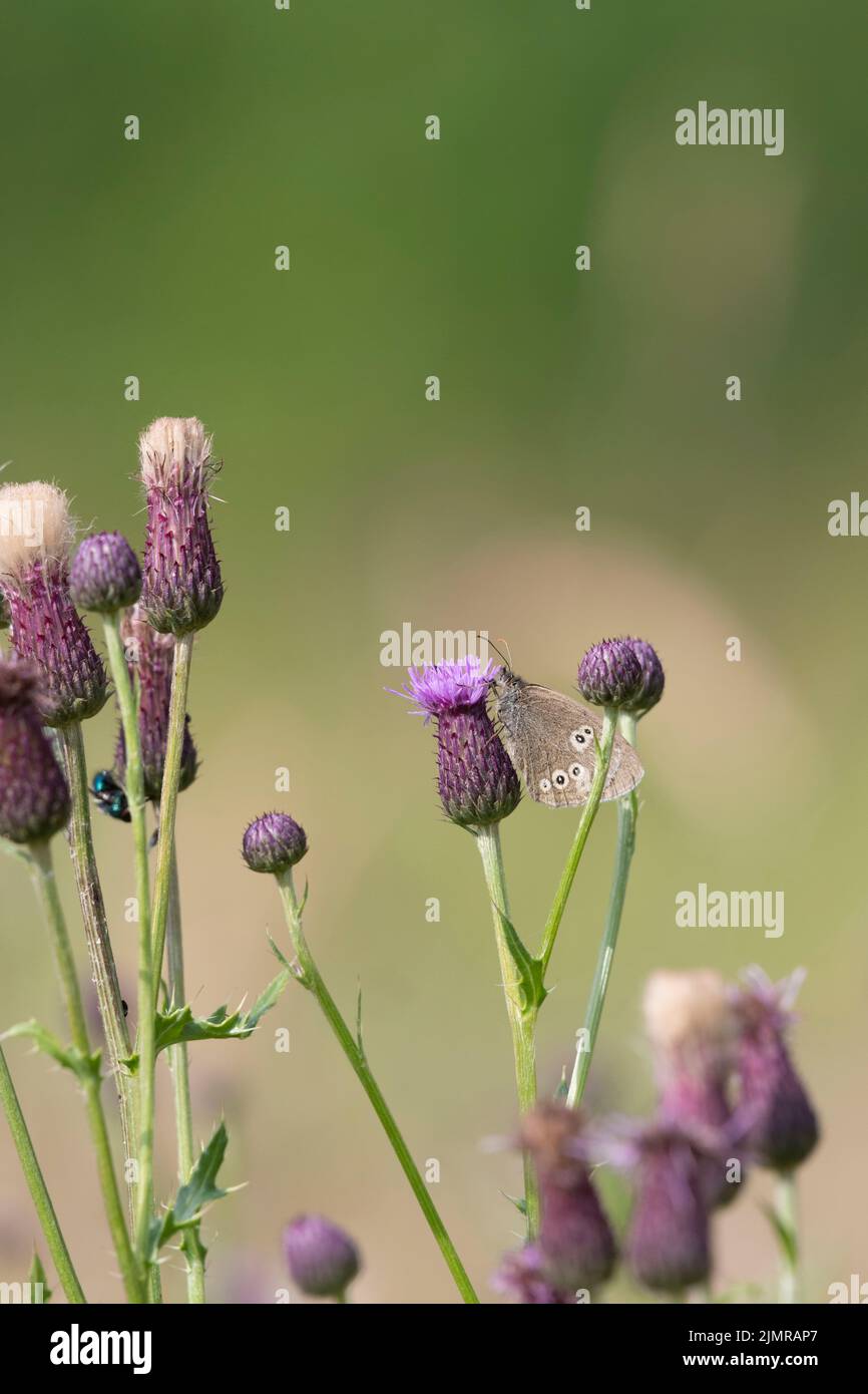 Un Fiore selvatico di Thistle strisciante (Arvense di Cirsium) con una farfalla di Ringlet (Aphantopus Hyperantus) seduta su una delle teste di fiori Foto Stock