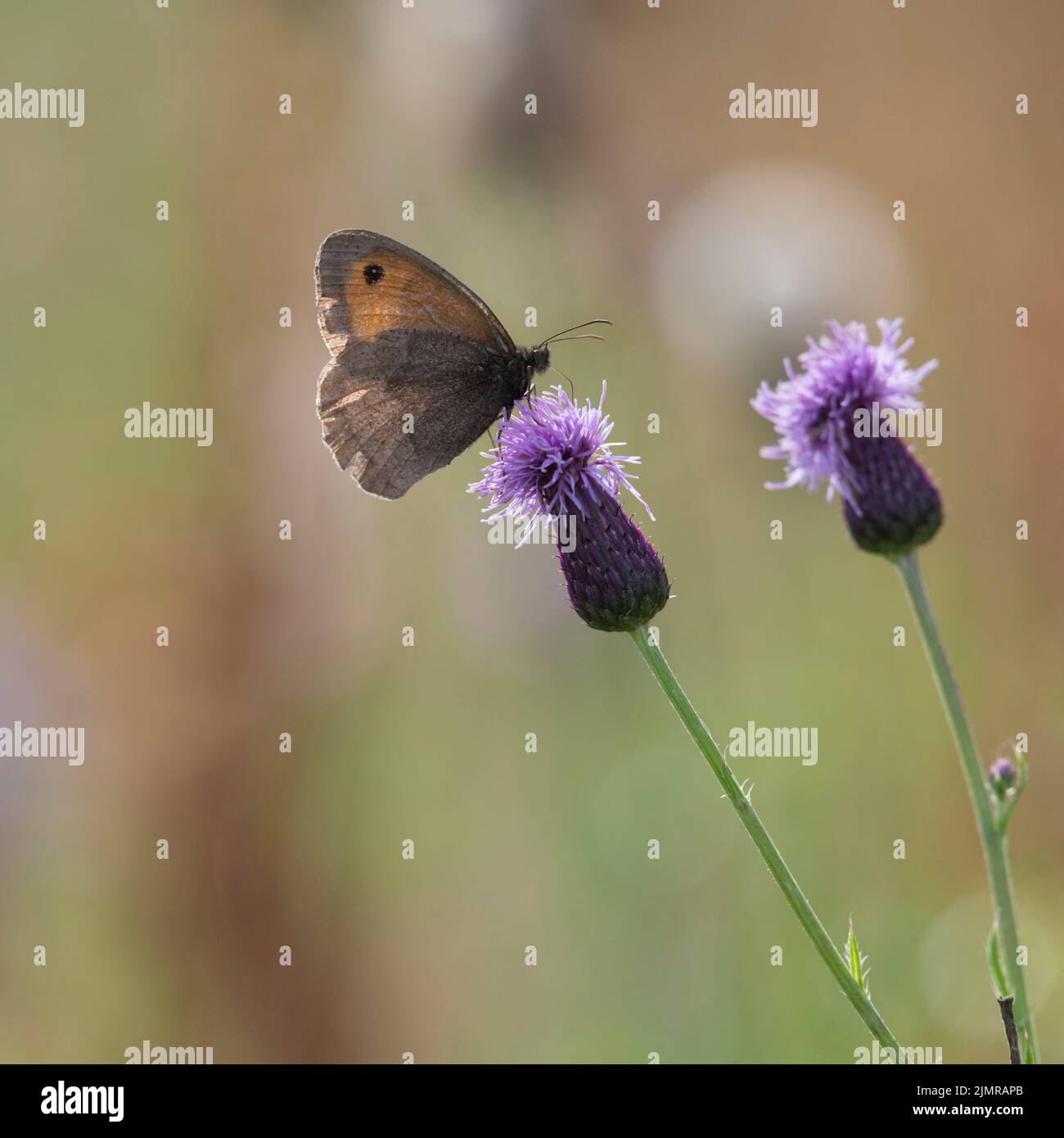 Una piccola farfalla di brughiera (Coenonympha Pamphilus) Foraging su un flowerhead di Thistle strisciante (Arvense di Cirsium) in estate Foto Stock