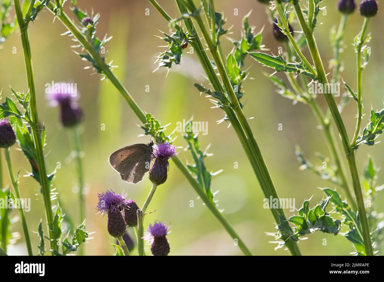 Una farfalla di Ringlet (Aphantopus Hyperantus) che si nutre su una testa di fiore di Thistle tra i gambi e gli steli del Thistle strisciante (Arvense di Cirsium) Foto Stock