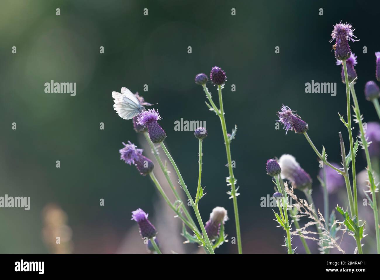 Una farfalla bianca verde-venata (Pieris Napi) che foraging in estate Sunshine sui fiori striscianti del Thistle (Arvense del Cirsium) Foto Stock