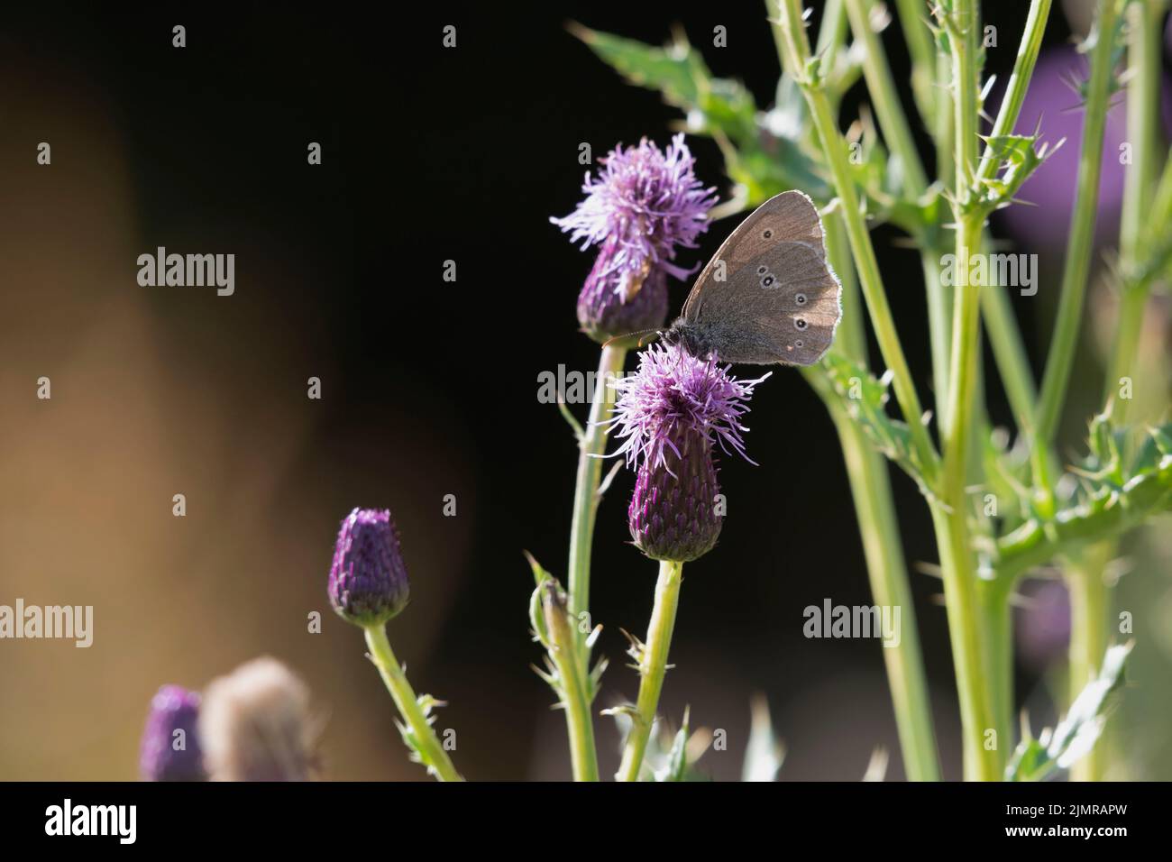 Una farfalla di Ringlet (Aphantopus Hyperantus) su una testa di fiore di Thistle strisciante (Arvense di Cirsium) in Sunshine contro uno sfondo scuro Foto Stock