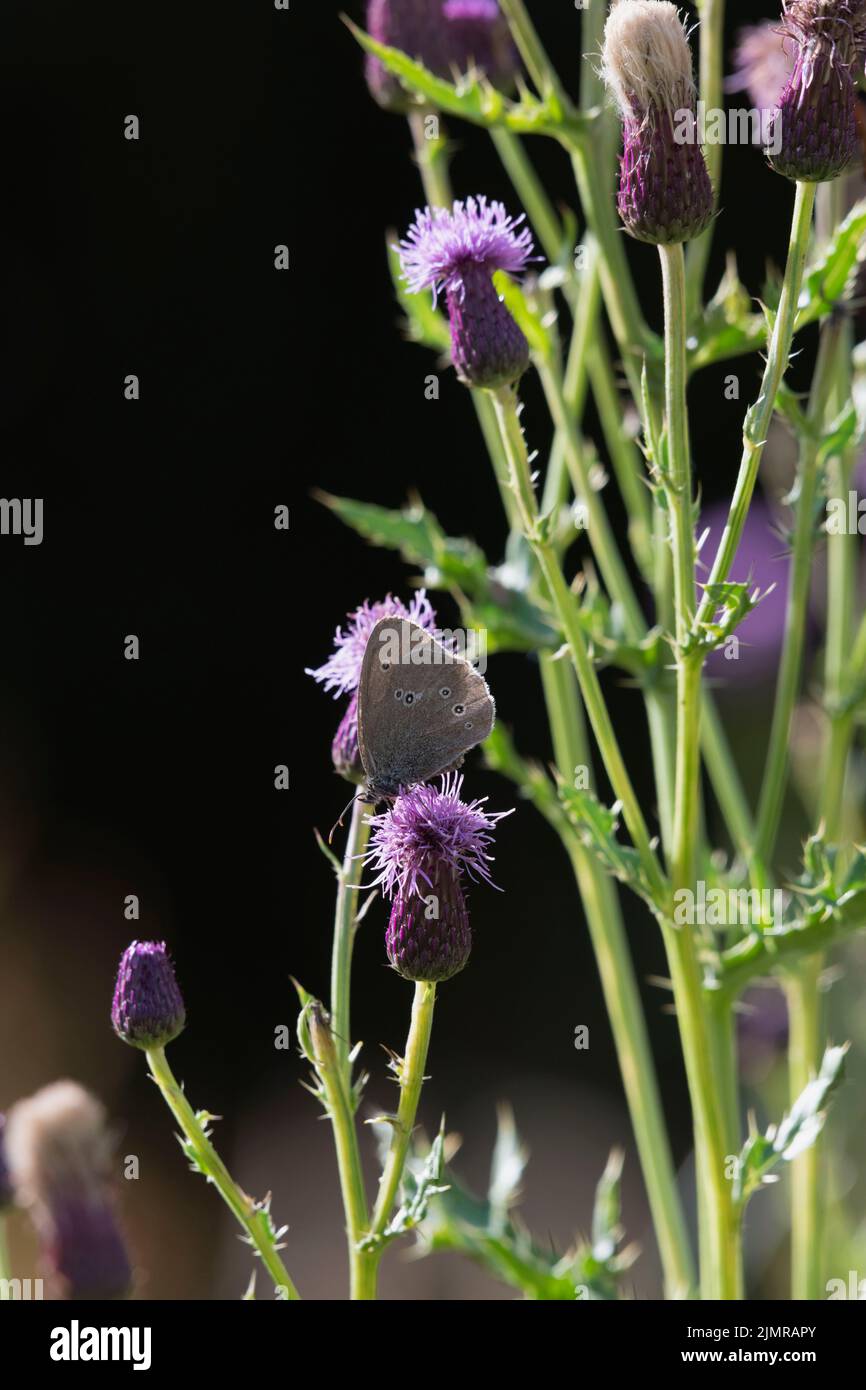 Una farfalla di Ringlet (Aphantopus Hyperantus) su una testa di fiore di Thistle strisciante (Arvense di Cirsium) in Sunshine contro uno sfondo scuro Foto Stock