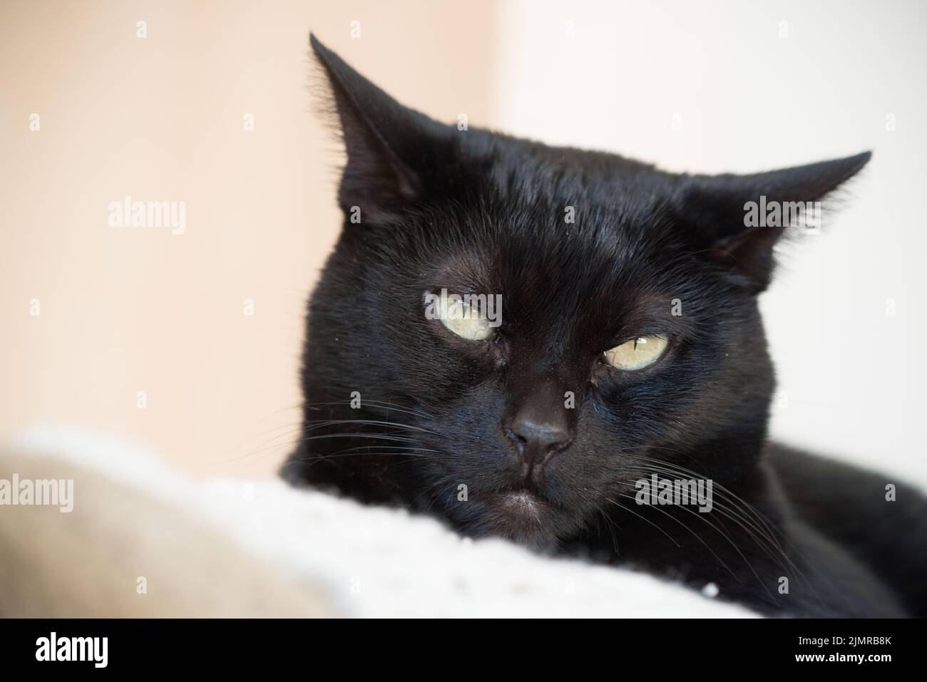 Boo il mio gatto nero di salvataggio Bombay mi dà un aspetto infastidito di avere la sua foto scattata quando vuole fare un pisolino. Foto Stock