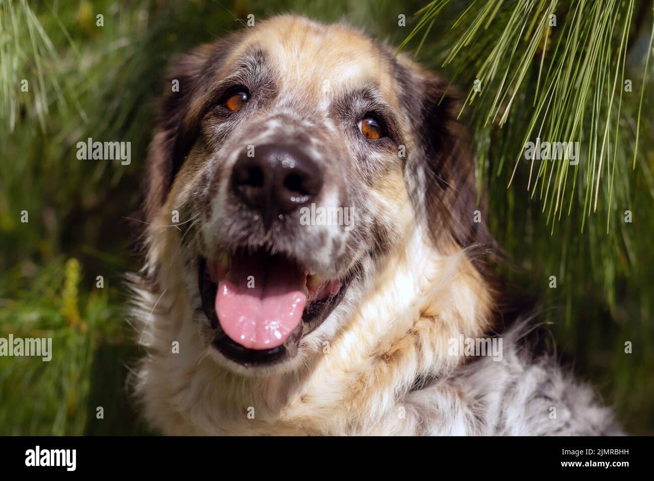 Un giovane di razza mista pup guarda attraverso uno spazio tra due assi di legno. Profondità di campo. Foto Stock