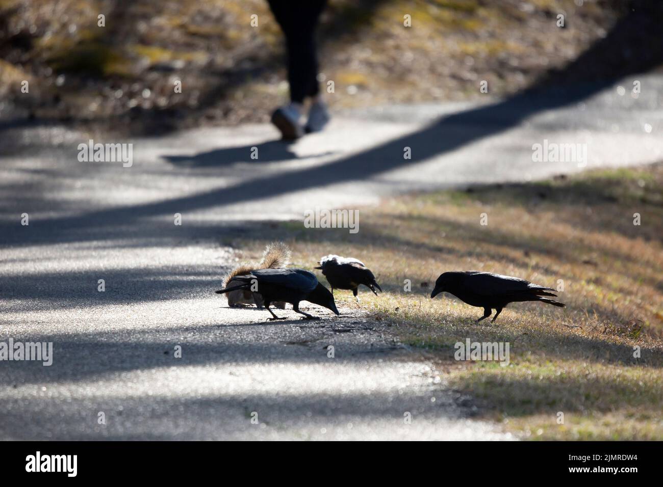Tre corvi americani (Corvus brachyrhynchos) che si snacking su erbe con uno scoiattolo grigio orientale (Sciurus carolinensis) come una persona velocità cammina giù il Foto Stock