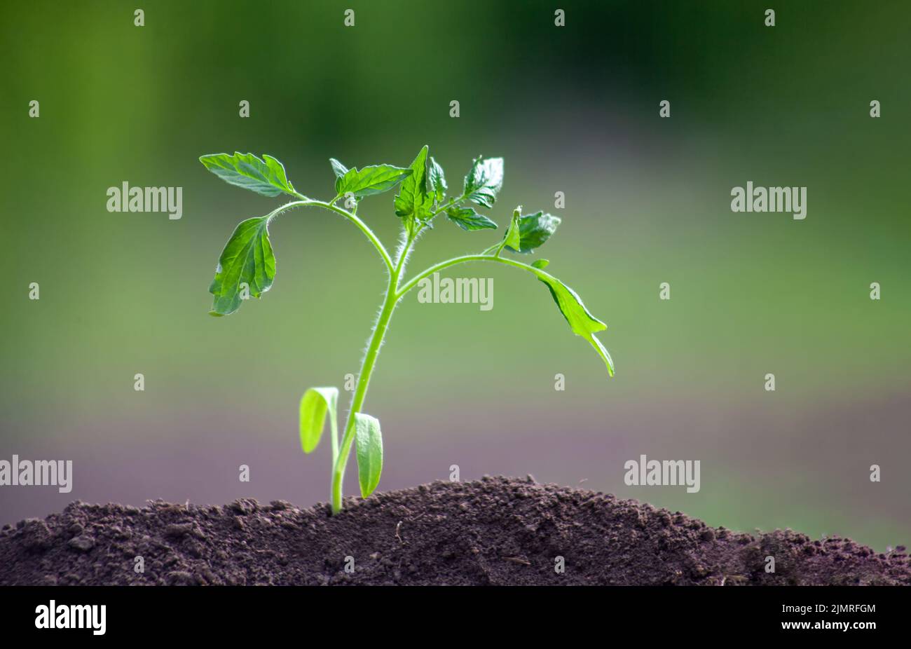 Pomodoro piantato nella terra. La pianta cresce nel suolo. Sfocato sfondo verde giardino. Foto Stock