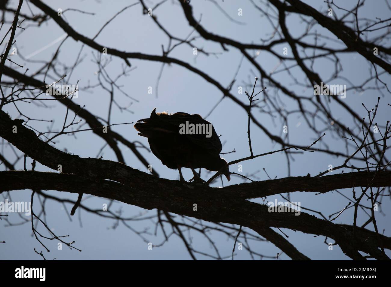 Silhouette di un avvoltoio di tacchino (aura catartes) su un ramo d'albero Foto Stock