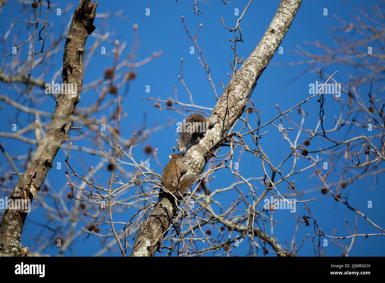 Due scoiattoli grigi orientali (Sciurus carolinensis) su un albero Foto Stock