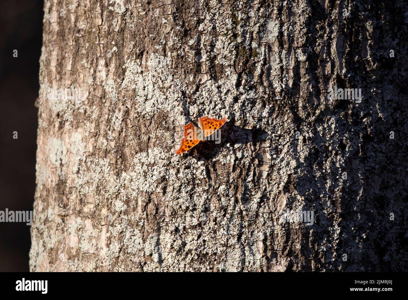 Punto interrogativo farfalla (poligonia interrogationis) su un tronco di albero Foto Stock