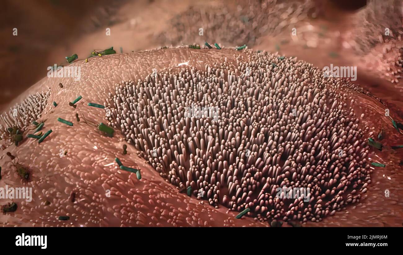 Cellule linfoidi innate immagini e fotografie stock ad alta risoluzione