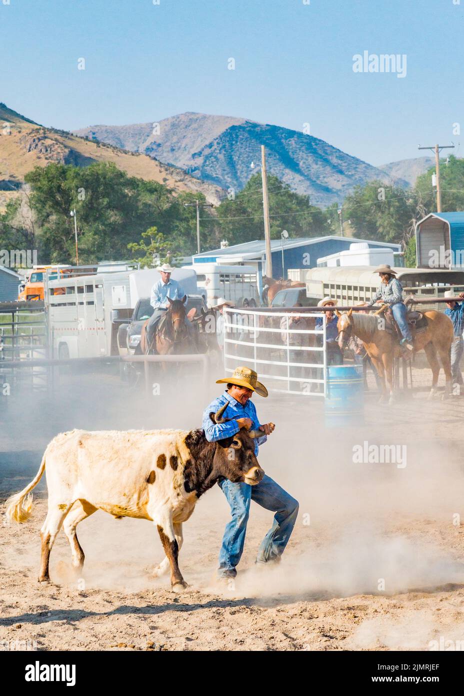 Il wrestling dello sterzo, o bulldogging, è un evento rodeo in cui un pilota montato a cavallo insegue uno sterzo, lottandolo a terra Foto Stock