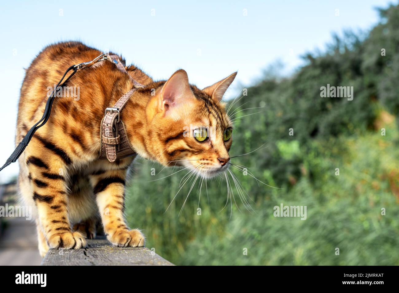 Gatto domestico del Bengala seduto su un ceppo Foto Stock