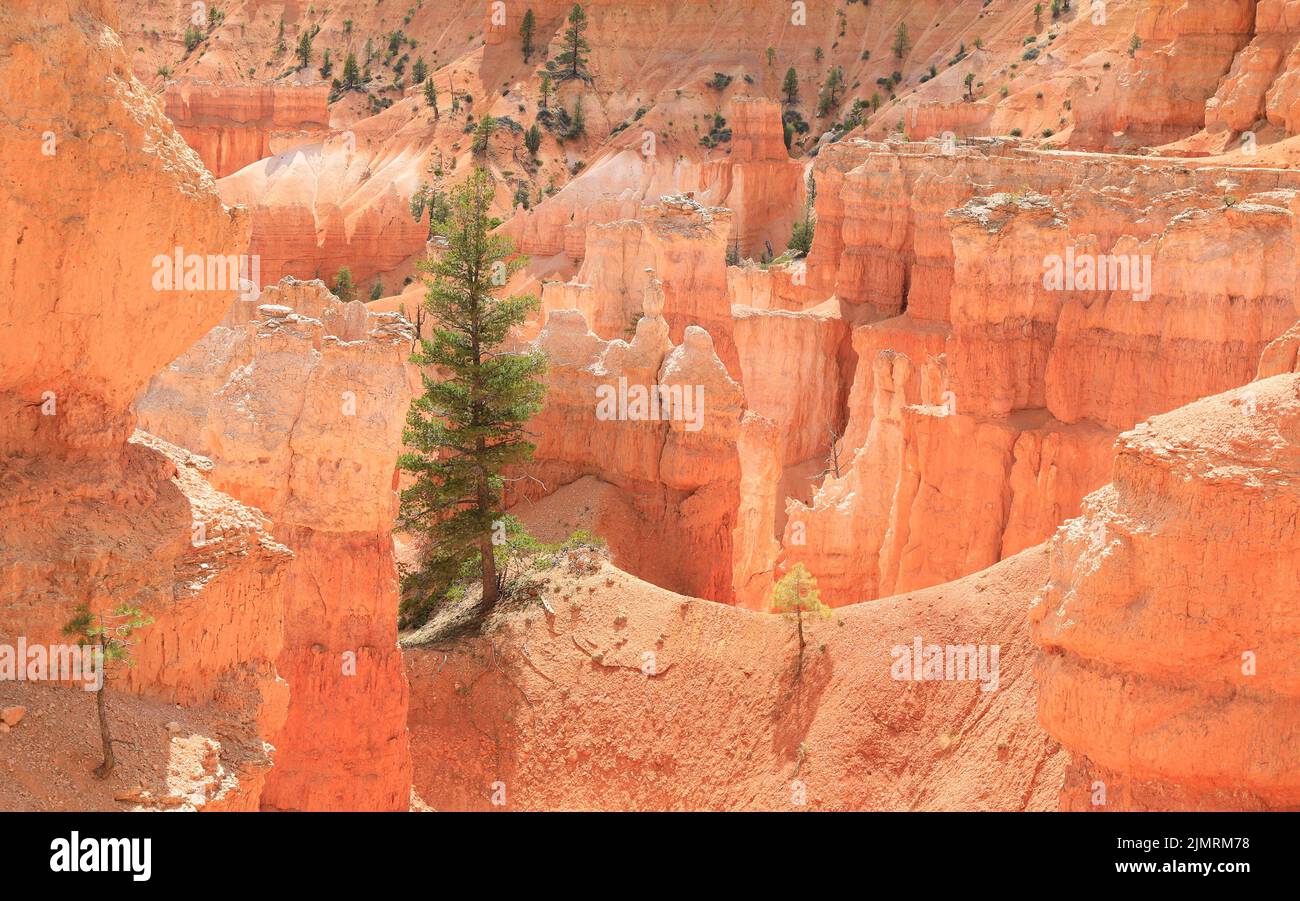 Lone fir nel Bryce Canyon National Park, Utah Foto Stock