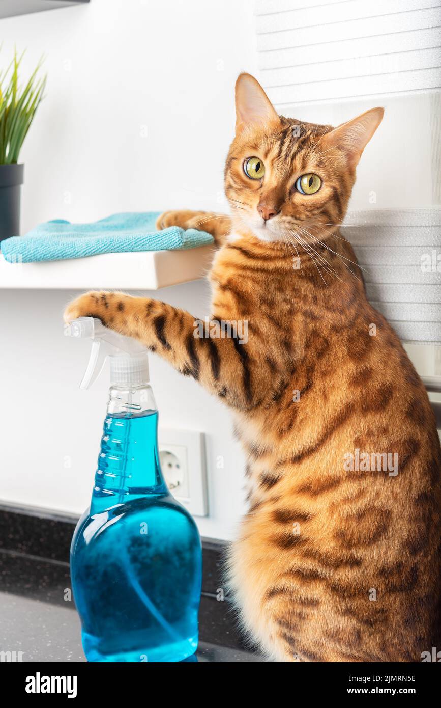 Il gatto pulisce lo scaffale con uno straccio e un detergente in casa. Foto Stock