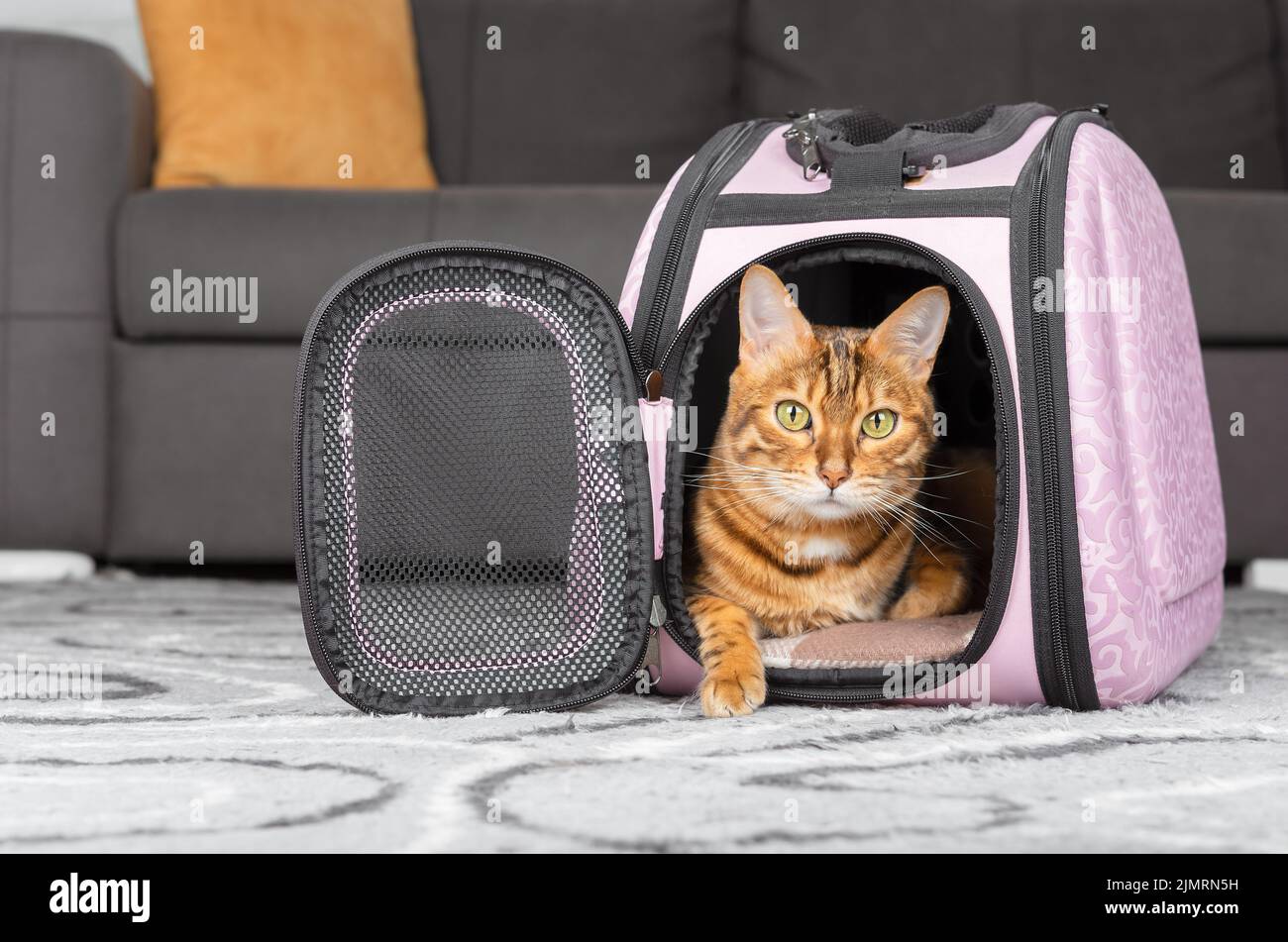 Gatto bengala rosso in una borsa portatile sullo sfondo della stanza. Foto Stock