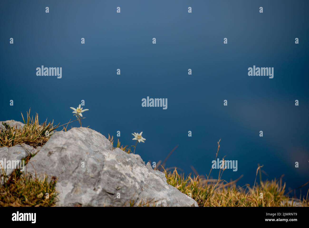 Fiore Edelweiss in fiore nelle alte montagne Foto Stock