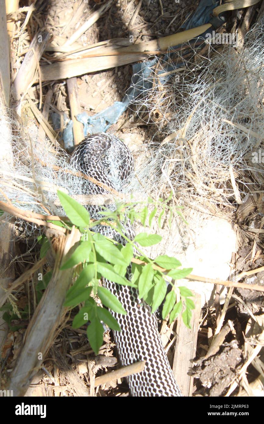 Serpente bianco e nero in natura. Foto Stock