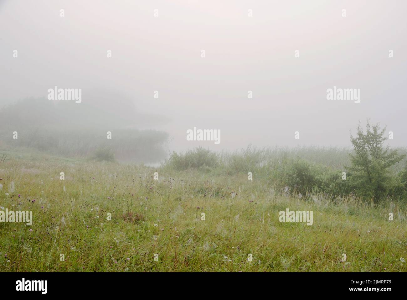 Paesaggio sereno nella nebbia - le rive del Lago Otolovo in Bielorussia Foto Stock