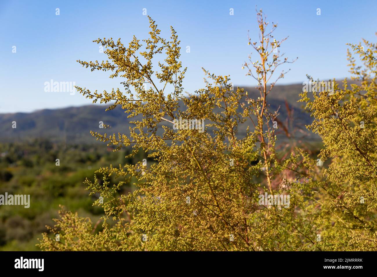 Piante di artemisia annua selvatiche in montagna Foto Stock