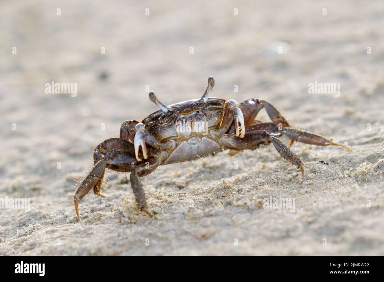 Fiddler Crab (Uca minax) femmina sulla spiaggia dell'oceano, Galveston, Texas, USA. Foto Stock