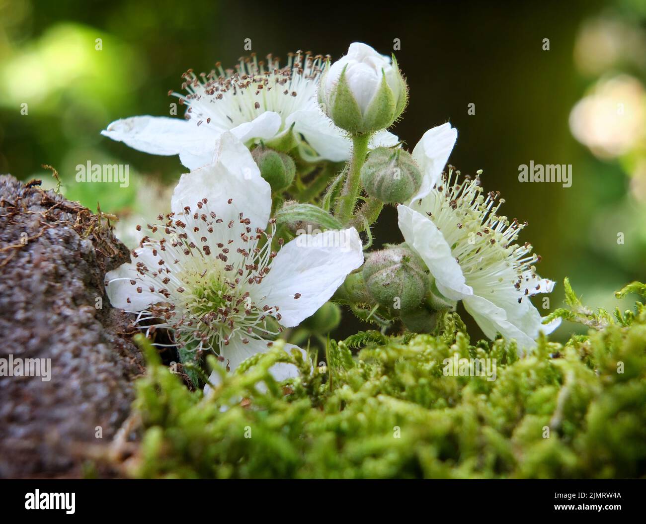 Macro primo piano di un fiore di mora selvaggio che cresce su muschio e pietra Foto Stock