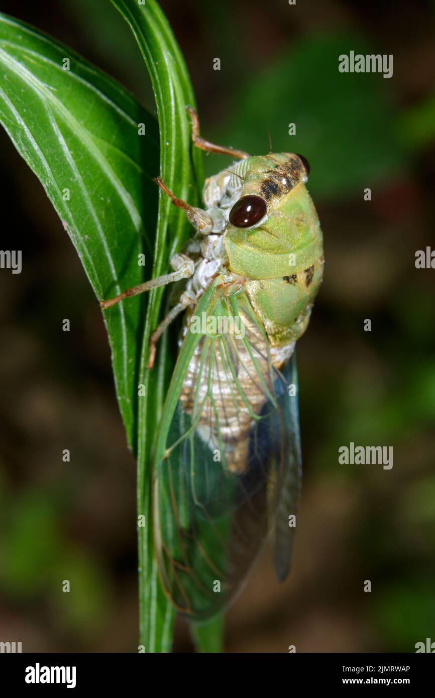 Superba cicada verde (superbus Neotibicen) sulle foglie, Galveston, Texas, USA. Foto Stock