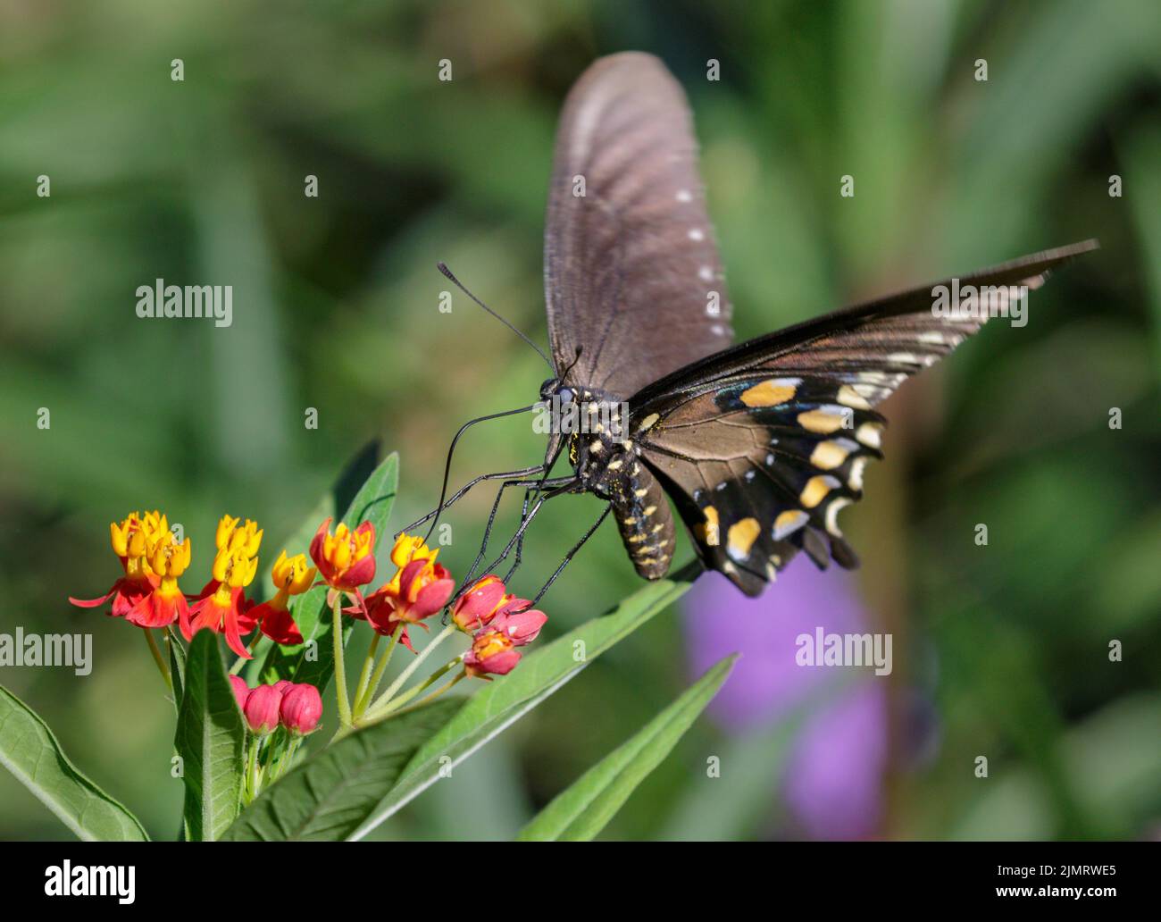 Pipovine Swallowtail (Battus philenor) che si nutrono di fiori di munghie, Galveston, Texas, USA. Foto Stock