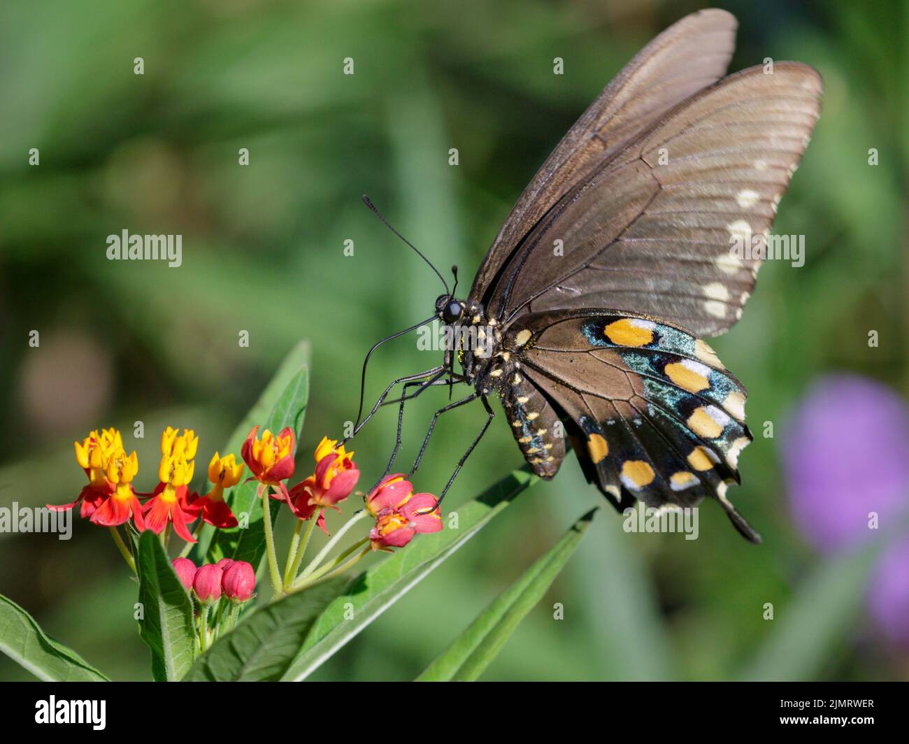 Pipovine Swallowtail (Battus philenor) che si nutrono di fiori di munghie, Galveston, Texas, USA. Foto Stock