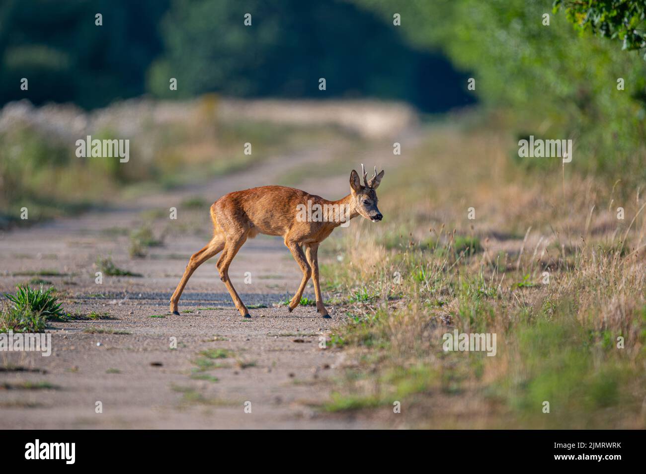 Roe Deer Stag Capreolus capreolus camminando attraverso una pista della seconda guerra mondiale in una luminosa serata estiva a Norfolk, Regno Unito Foto Stock